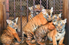 NRI DSouza adopts tiger cubs in Pilikula